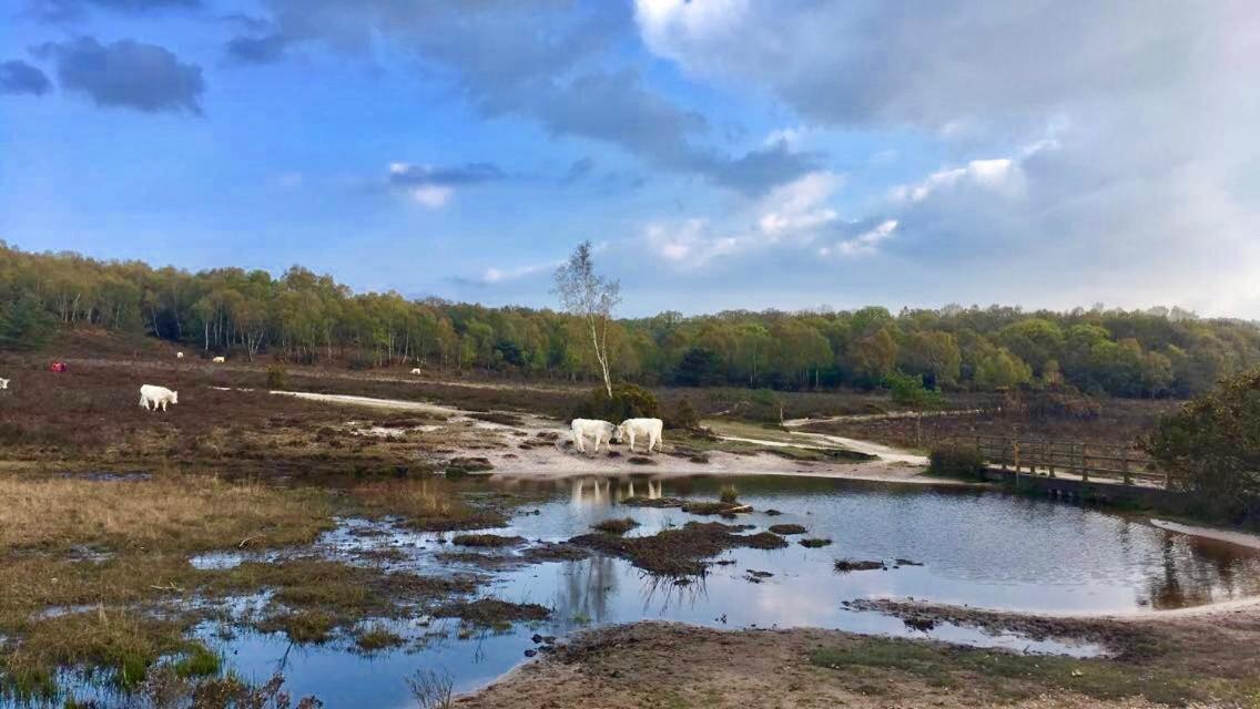 The Wayside Shepherd Hut Beaulieu Esterno foto